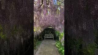 The Wisteria Arch at Waterperry Gardens in Oxfordshire are stunning! PR visit  #garden #flowers