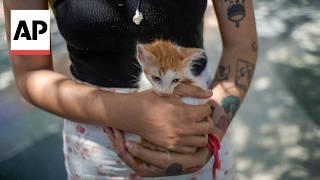 Cubans leave their pets behind as they migrate in record numbers