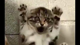 Funny and Cute Animals - Animal World 1