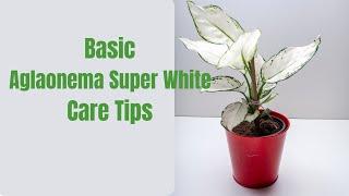 Aglaonema super white care tips