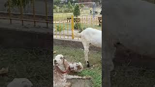 makhi bakra cheena bakri | hasilpur | khasi bakre | qurbani 2024 | mazhar biba official... lahore