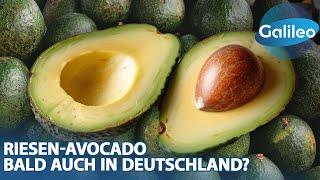 Kakao-König goes Avocado-Kaiser: Riesen-Avocado bald auch in Deutschland?