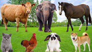 Cute Farm Animals: Goat, Cow, Horse, Cat, Chicken, Dog, Pig, Sheep, Giraffe – Farm Animal Sounds