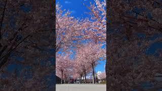 SPRING TIME. #shorts #springtime #spring2023 #cherryblossom