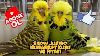 Show Jumbo Muhabbet Kuşu ve Fiyatı