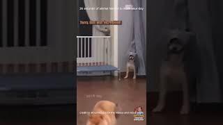 animal memes to make your day