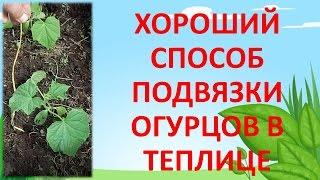 ПОДВЯЗКА ОГУРЦОВ В ТЕПЛИЦЕ. Как подвязать огурцы к шпалере. Как выращивать огурцы.