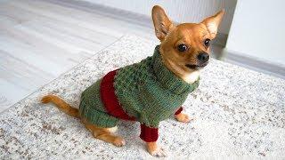 Easy Dog Sweater Knitting Pattern