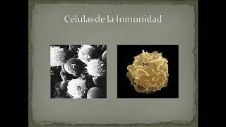 CLASE TEÓRICA DE INMUNIDAD