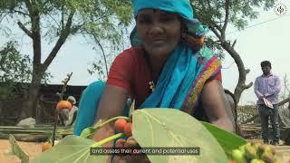Strengthening Community Forest Rights - Telangana