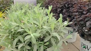 Salix Iceberg Alley'™ (Sageleaf Willow) // Magnificent, Very Hardy, Dwarf Shrub with SILVERY Foliage