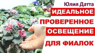 Идеальное освещение для фиалок, стрептокарпусов и глоксиний. Как выбрать светодиодную лампу?