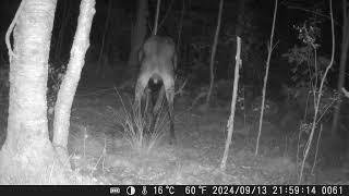 Лось на гонной яме/Elk on the rut pit/13.09.2024