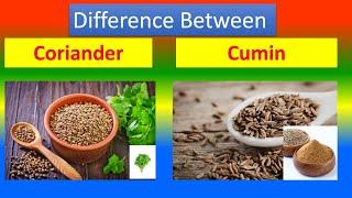 Differences Between Medical And Health Benefits Of Coriander  and Cumin