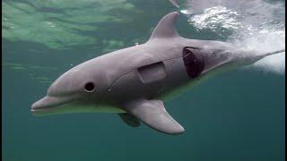 Robot Spy Dolphin Communicates With Lonely Dolphin