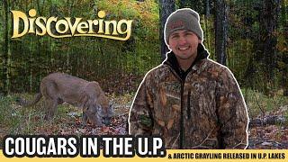 DISCOVERING | Cougars in the U.P. | Arctic Grayling Stocked in U.P. Waters