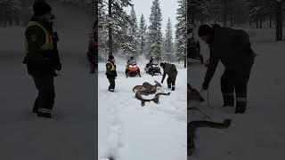 Python Ambushes and Strangles a Helpless Deer in the Snow! #funny #animalrescue