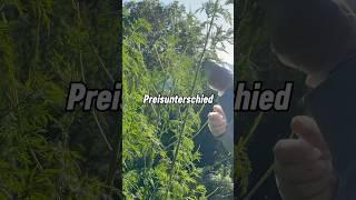 Darum gibt es bei Artemisia annua so große Preisunterschiede! #kräuter #artemisiaannua