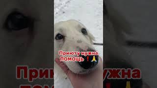 #doglover #helpanimals #животные #собака #помощьживотным #dog #charity #shelter #приют #animals