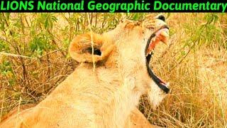 LIONS National Geographic Documentary By Discover Daily