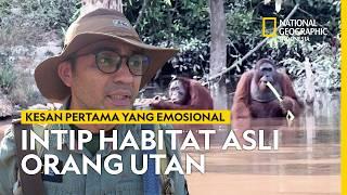 PETUALANGAN MENYUSURI HABITAT ASLI ORANG UTAN KALIMANTAN | NATIONAL GEOGRAPHIC INDONESIA