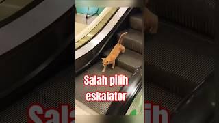 Eskalator naik dipake buat turun