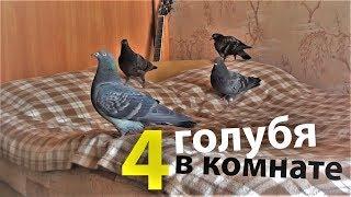 Голубята выросли. Четыре голубя в комнате