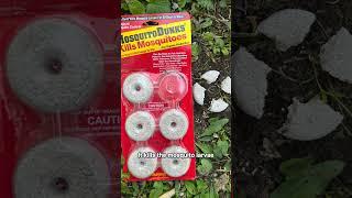How to Make a Mosquito Bucket (Safe for Pollinators!)