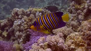 Fish ID Red Sea