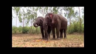 Healthy Happy Elephants - Gentle Giants Stay Home Project