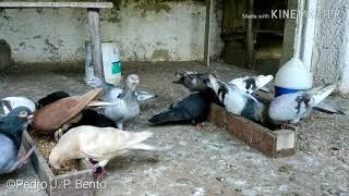 pombos Mariola pigeons    #pigeon #viral