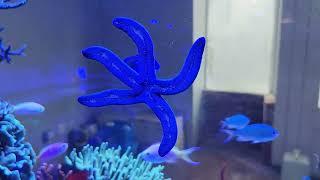 Red Sea Reefer XL 525 G2 Purchase at House Of Fins. LFS Tour - NYC Aquatics By NewYorkSteelo