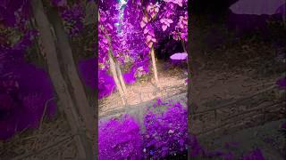 Purple color land background   #YouTube #filter