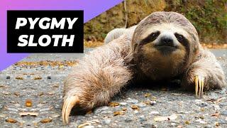 Pygmy Three-toed Sloth  The World's Smallest Sloth