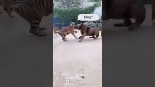 Royal Bengal Tiger VS Lion Tartipur TV Official#