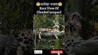 Clouded Leopard clouded leopard hunting #ViralEdition #shorts Neofelis Nebulosa