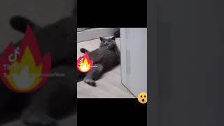 Принеси