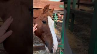 Моя любовь  #lifestyle #subscribe#horse#animals