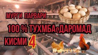 300 то Мург Парвари  100% Тухмба даромад