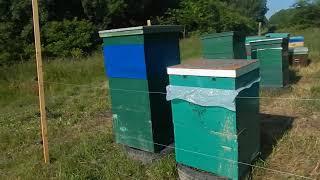 ЗАЩИТА ПАСЕКИ ОТ МЕДВЕДЯ. ЭЛЕКТРОИЗГОРОДЬ И ДРУГИЕ СПОСОБЫ. Protection of the apiary from the bear.