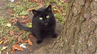 Black cat meows under a tree