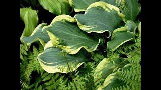 Proven Winners Shadowland Wheee! Hosta