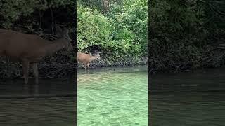 Oh Deer! #canada #adventure #travel #exercise #explore #wildlife #mountains #water #beautiful