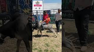 Pie grande la sensacion de RANCHO EL OLIMPO CONTRATACIONES:4341060787 #shorts #jaripeo 