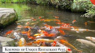 Unique restaurant koi pond in the forest（Iwakuni, Yamaguchi）