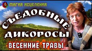 Съедобные дикоросы — Первые весенние травки, дикоросы польза | Съедобные сорняки и травы