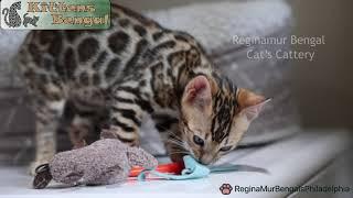 Discover the Bengal Cats | Reginamur Bengal Cat’s Cattery | Bengal Kittens for sale