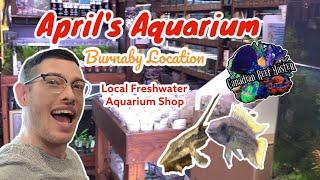 April's Aquarium Burnaby; Local Shop Tour & New Beautiul Rare Fish Species in The Trade