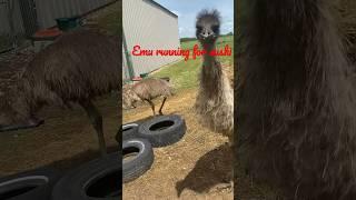 How to feed emu sushi! #ggsfleece #alpacafarm #fish #sushi #goat #farmer #zoo #see #funny  #farmer