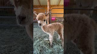One day old Alpaca. Baby Lotus 🪷🪷 #babyalpaca #alpaca #homestead